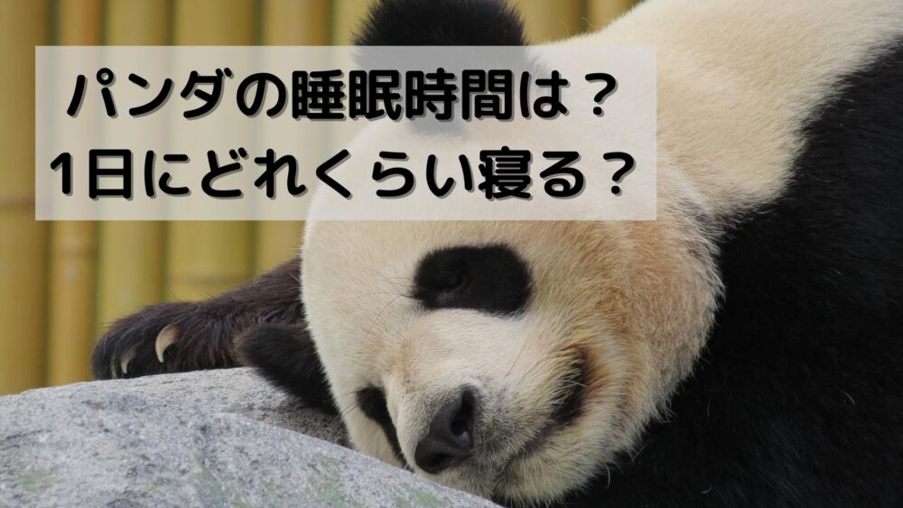 パンダの睡眠時間は？1日にどれくらい寝る？