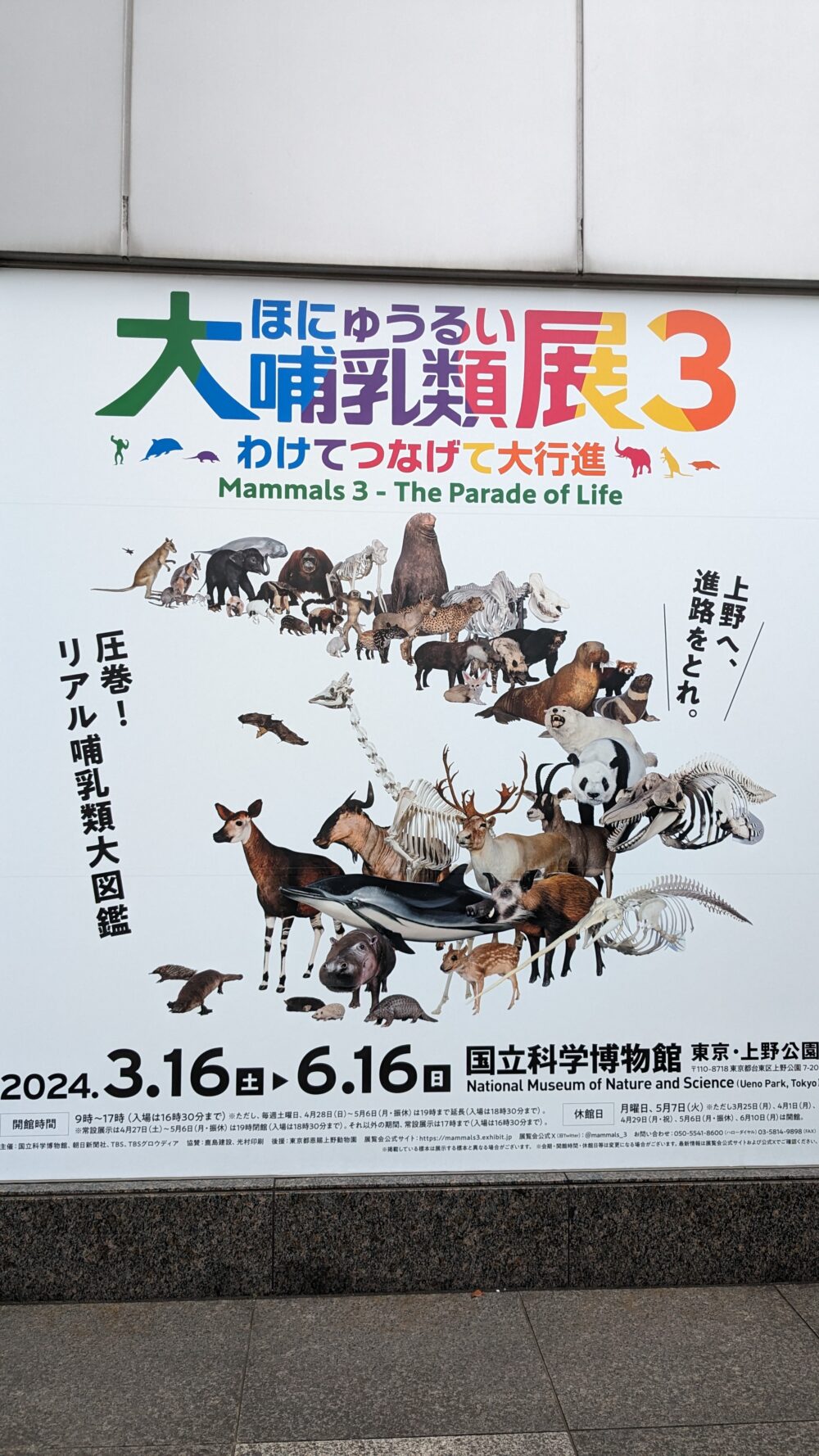 国立科学博物館「大哺乳類展3－わけてつなげて大行進」開催中 ニッポンパンダ パンダの情報を発信するブログ