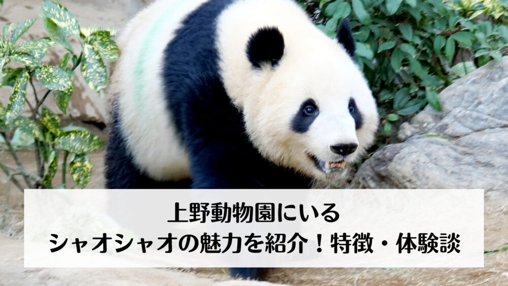 上野動物園にいるシャオシャオの魅力を紹介！特徴・体験談