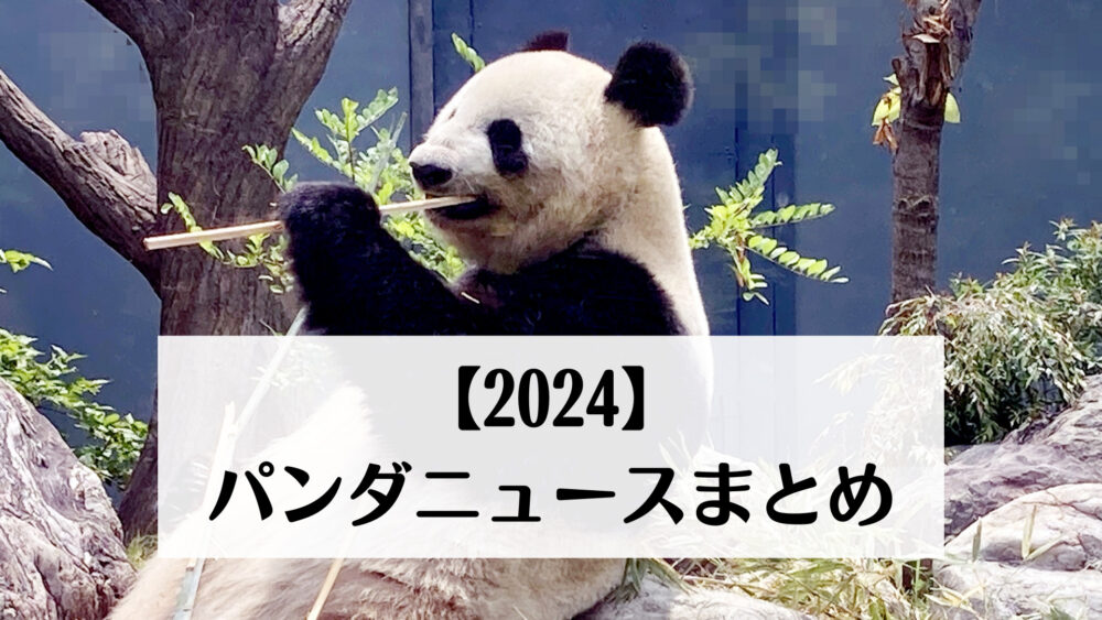 【2024】パンダニュースまとめ